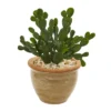 11" X 11" 2pc Artificial Cactus Succulent Plant In Ceramic Vase Set - Nearly Natural