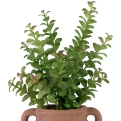 Northlight Real Touch™ Artificial Privet Plant In Vintage Milk Can Style Earthenware Pot - 14" 11 Northlight Real Touch™ Artificial Privet Plant In Vintage Milk Can Style Earthenware Pot - 14" -Adesso Store GUEST 1a1172c0 8aee 449c 8a57 8427e2db7a0e