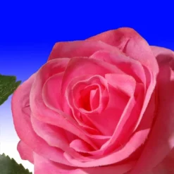 National Tree Company 72" Rose And Hydrangea Garland -Adesso Store GUEST 23281c79 9754 4c0d 952e cc2796c14c79