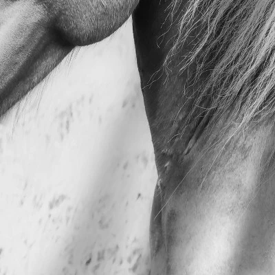 Horse Love By Sisi And Seb Wall Tapestry 3 Horse Love By Sisi And Seb Wall Tapestry