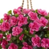 28" X 18" Artificial Azalea Hanging Basket Pink/Natural - Nearly Natural -Adesso Store GUEST 41716d6b a2d0 4f10 8271 c350a55fd410