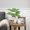 Northlight 13" Artificial Arrowroot Plant In Beige Ceramic Pot -Adesso Store GUEST 51c46d2b 14f6 40ea bfb0 751d94246799