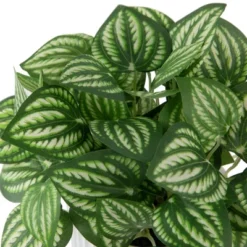 Northlight 6.5" Artificial Watermelon Peperomia Plant In White Pot -Adesso Store GUEST 55e6f3a1 49ee 430c b99a c60fadc5c900