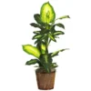 Nearly Natural 42-in Golden Dieffenbachia W/Basket Silk Plant" -Adesso Store GUEST 629fa54d 8e7b 49a2 8f98 916117469275
