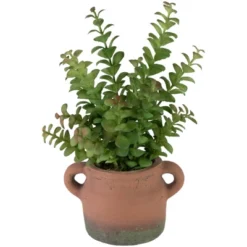 Northlight Real Touch™ Artificial Privet Plant In Vintage Milk Can Style Earthenware Pot - 14" 12 Northlight Real Touch™ Artificial Privet Plant In Vintage Milk Can Style Earthenware Pot - 14" -Adesso Store GUEST 7bb5343f 410d 43a4 a6ac 409a8d669a88