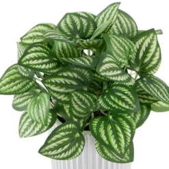 Northlight 6.5" Artificial Watermelon Peperomia Plant In White Pot -Adesso Store GUEST 9079f9c0 50f3 48c3 a793 402ad44bf4dd