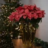 Northlight 28" Dark Pink Artificial Christmas Poinsettia With Gold Wrapped Base -Adesso Store GUEST 92edeb36 945e 4f26 9900 20c26df24a8c